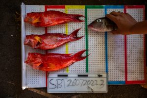 Fishlanding Monitoring