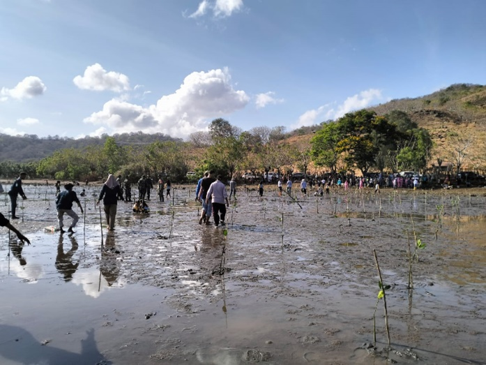 Penanaman Mangrove di Desa Labuhan Kuris